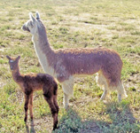 Two alpacas