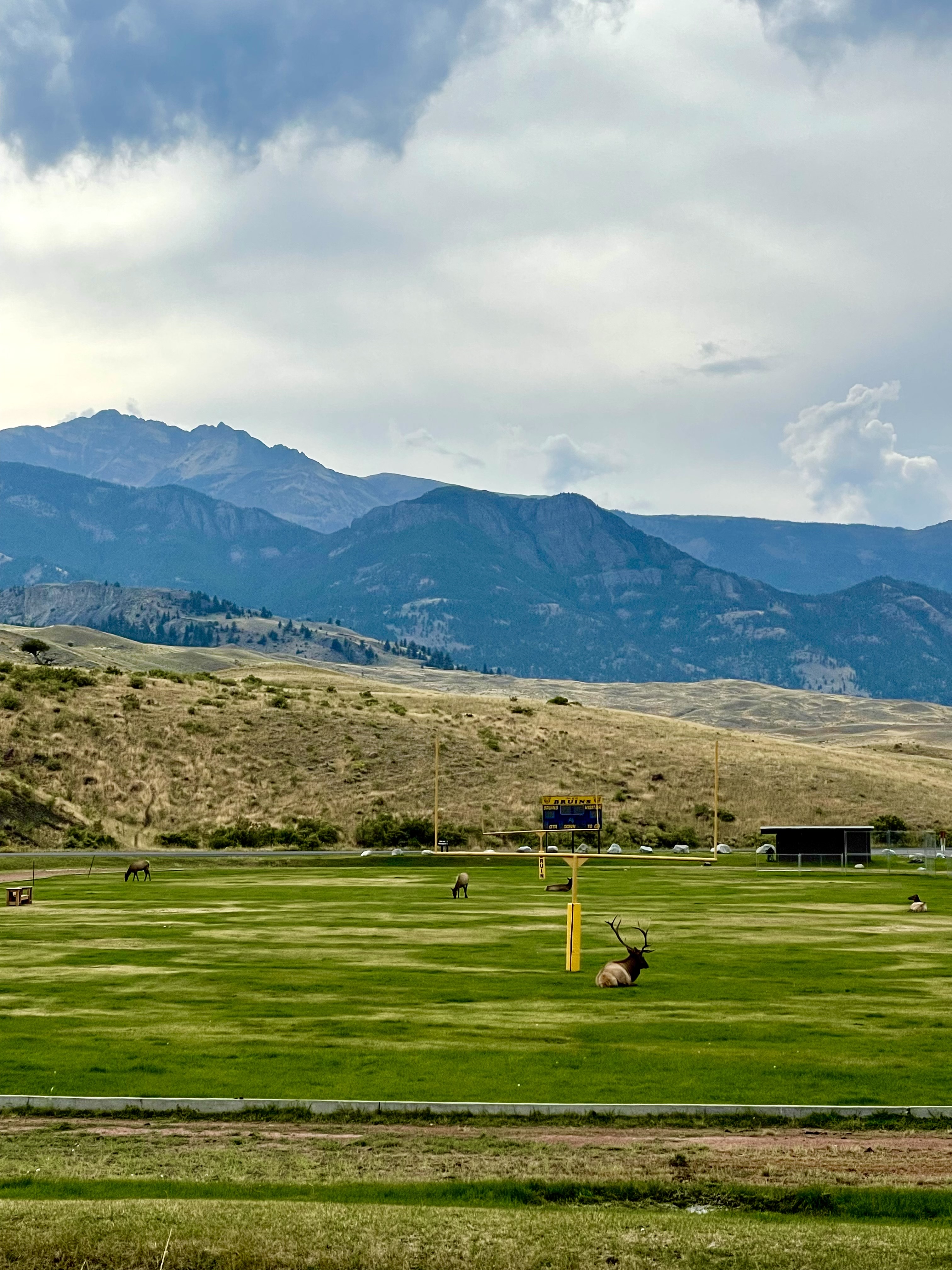 elk on football field