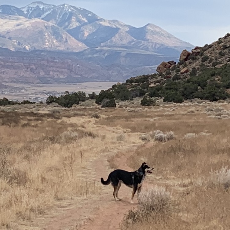 Dog in desert