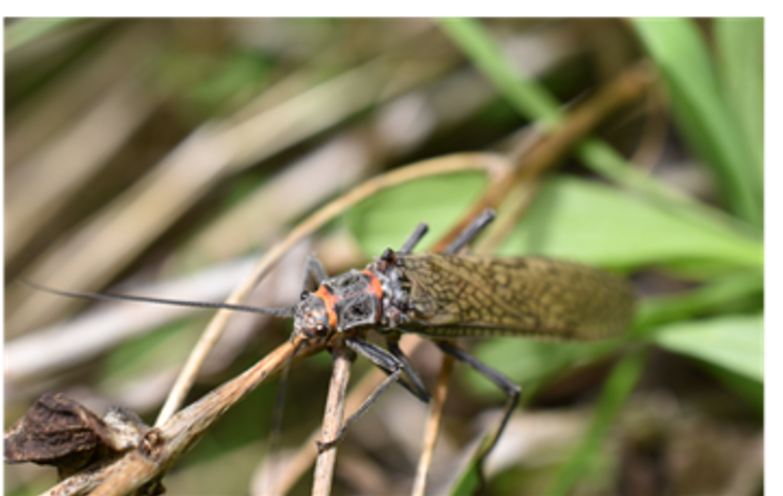 Roche project_salmonfly