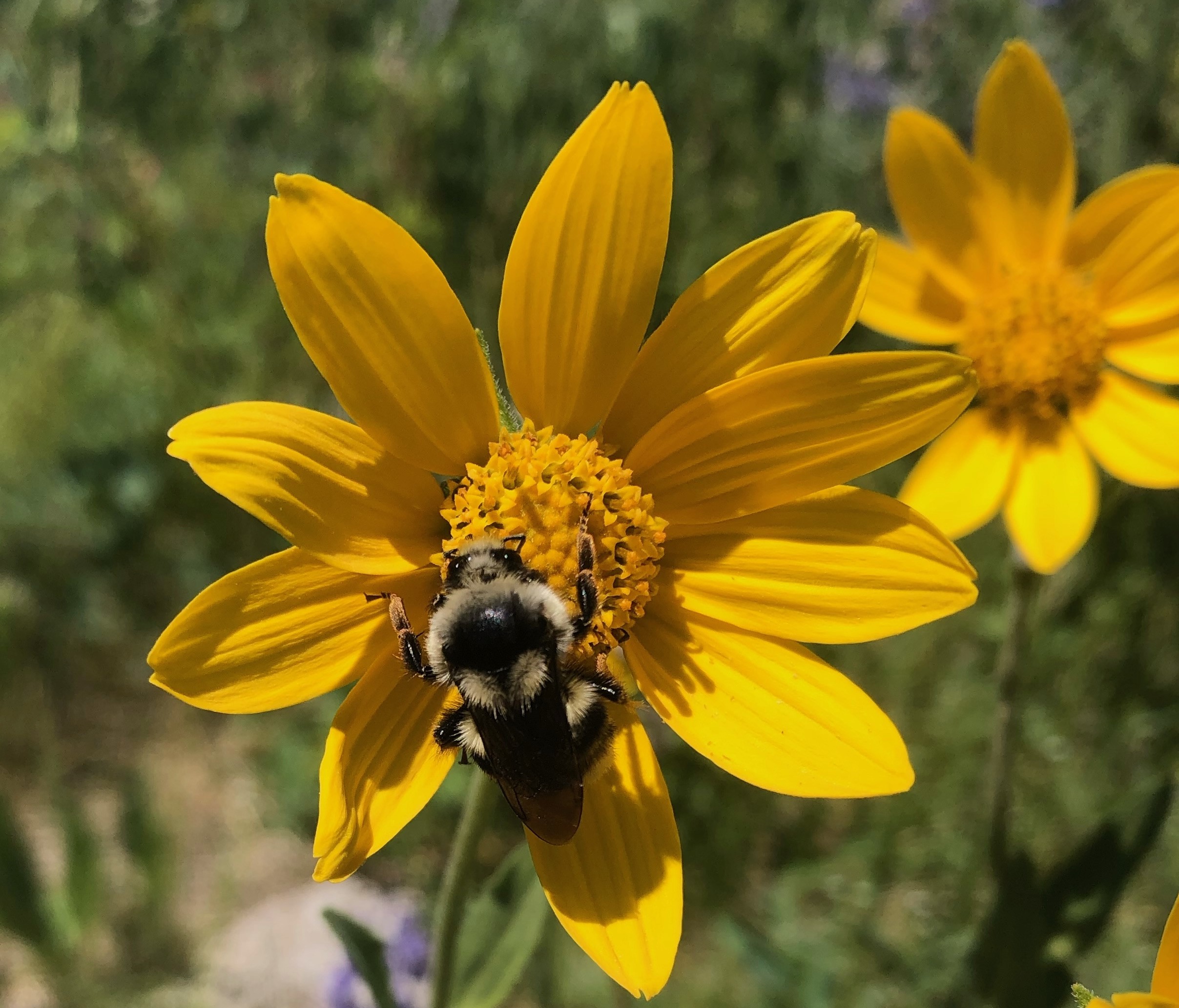 Bumble bee collecting pollen