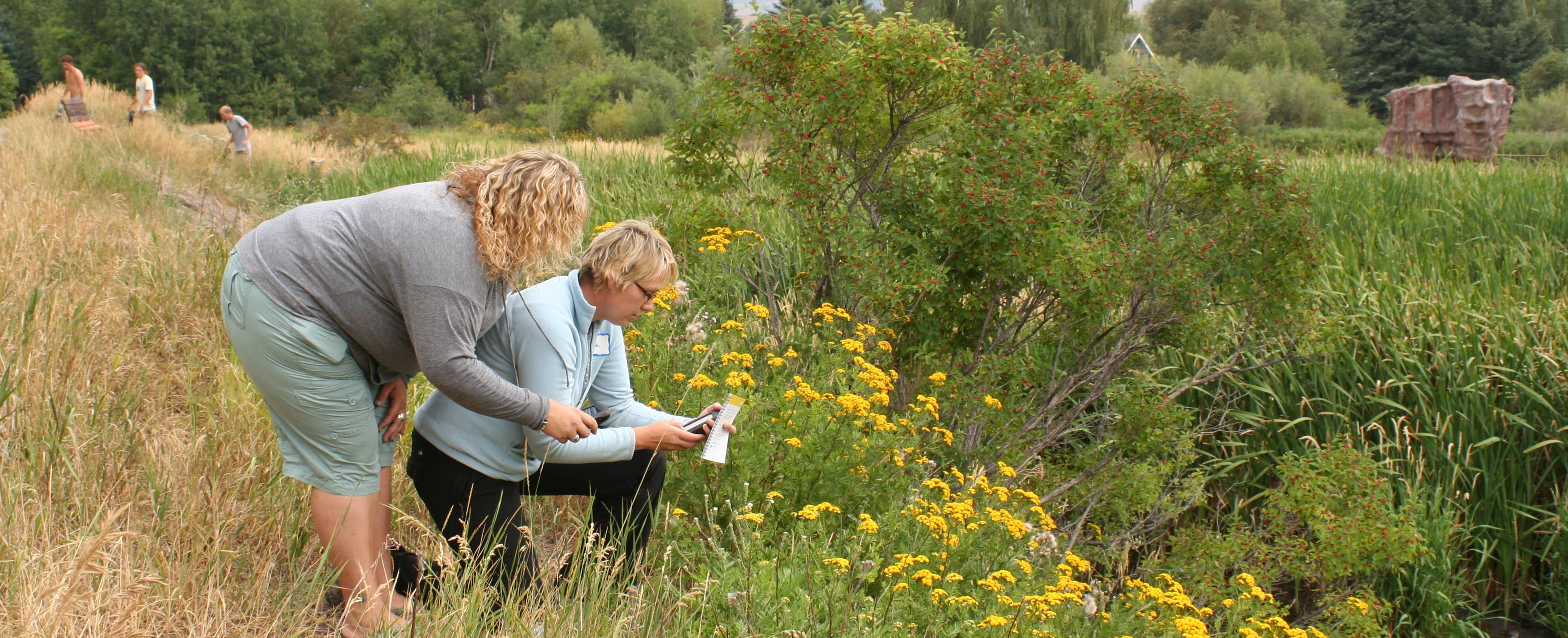 Individuals identify a plant