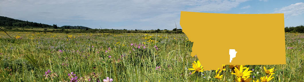 A field of wildflowers in Montana with a shape of Montana overlay showing the county location.