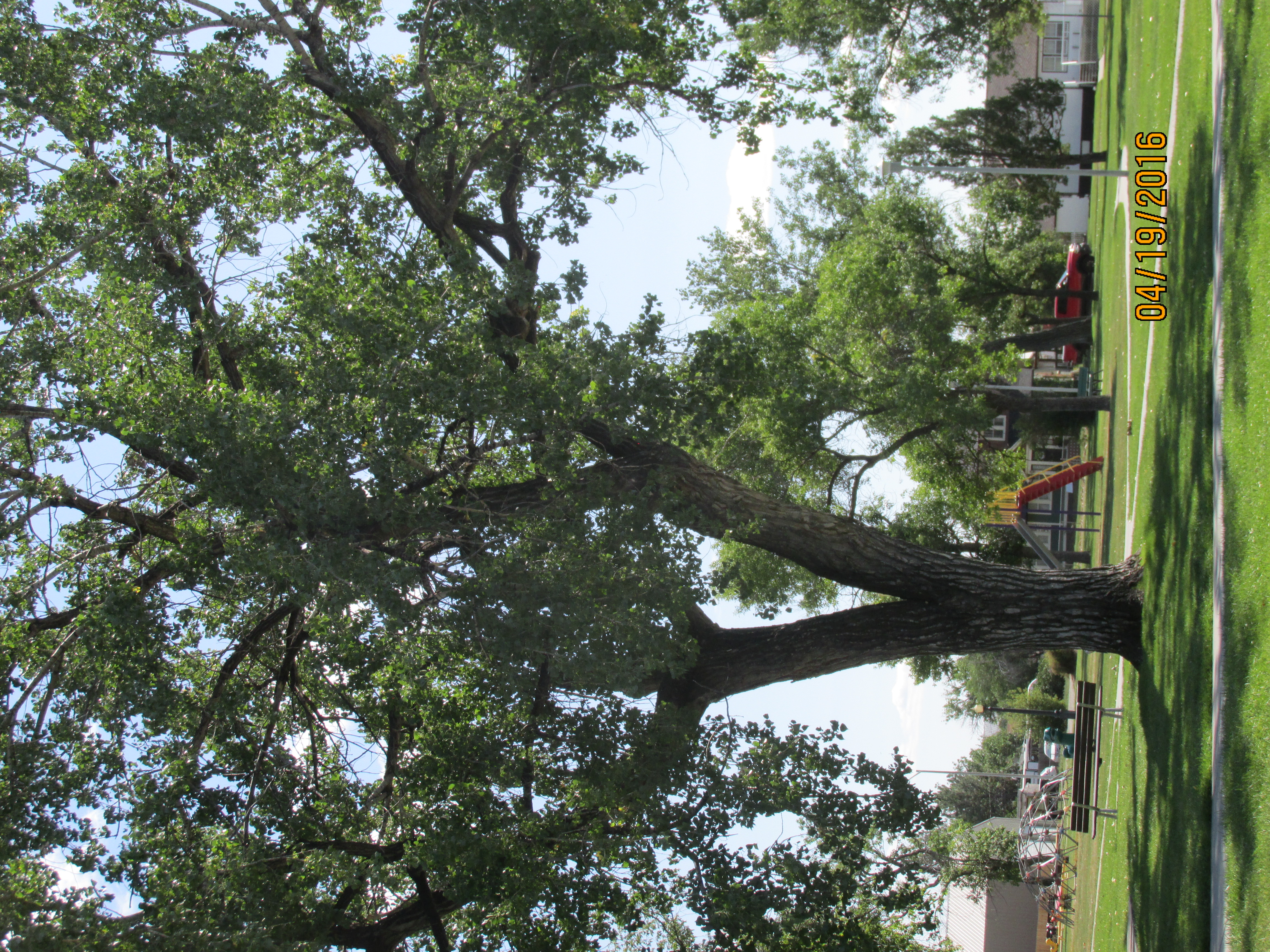 Tree in park