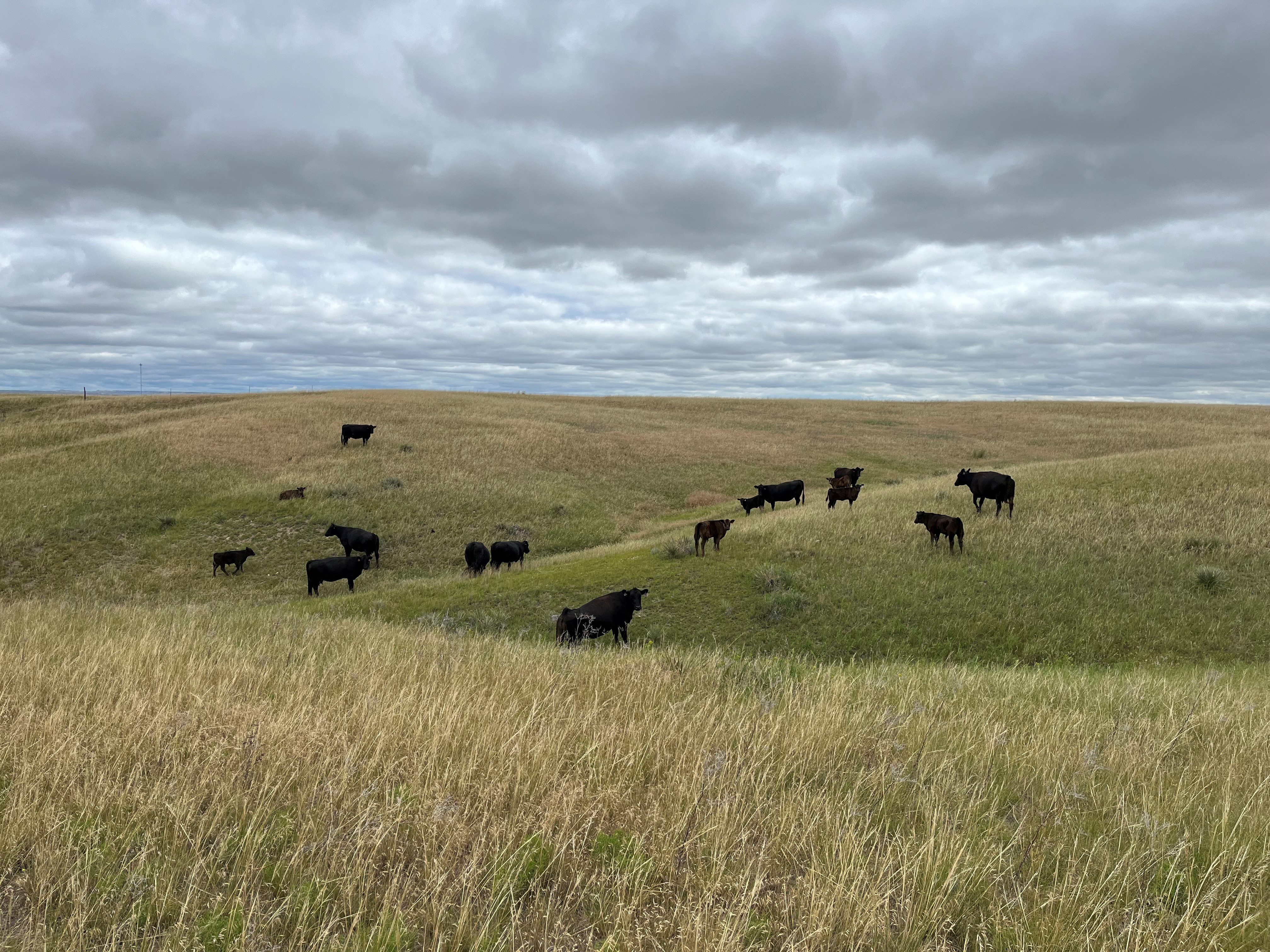 Cows on range in Prairie County