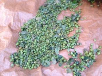 Image of Hops harvest fall 2014