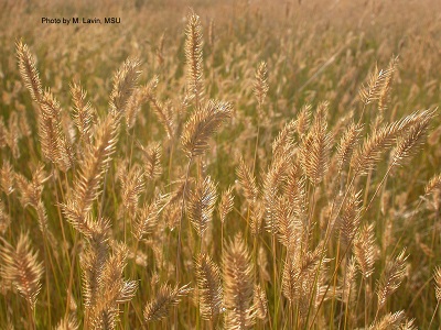 stand of crested wheatgrass plants in August