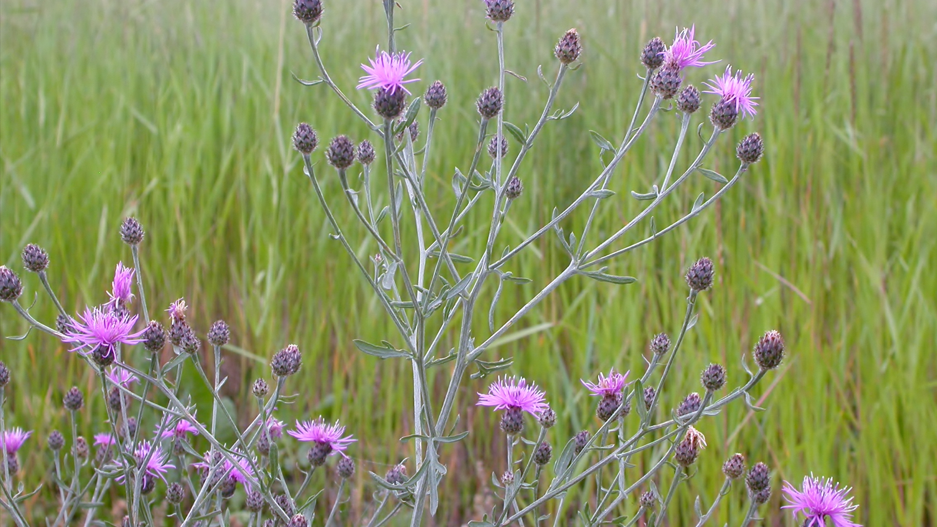 Knapweed