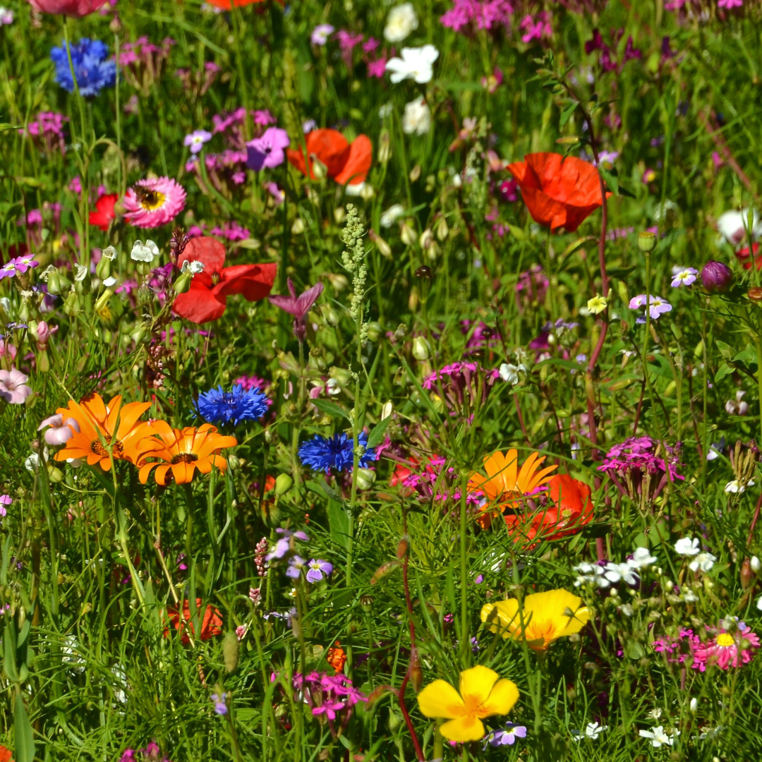 Field of Flowers