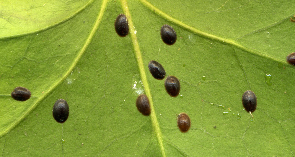 A group of small, round, brown bugs are latched onto a leaf.