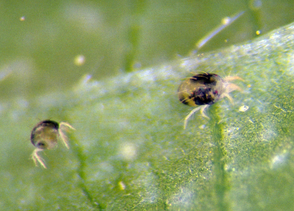 Two two-spotted spider mites crawl on a leaf. The mites are white with black spots.