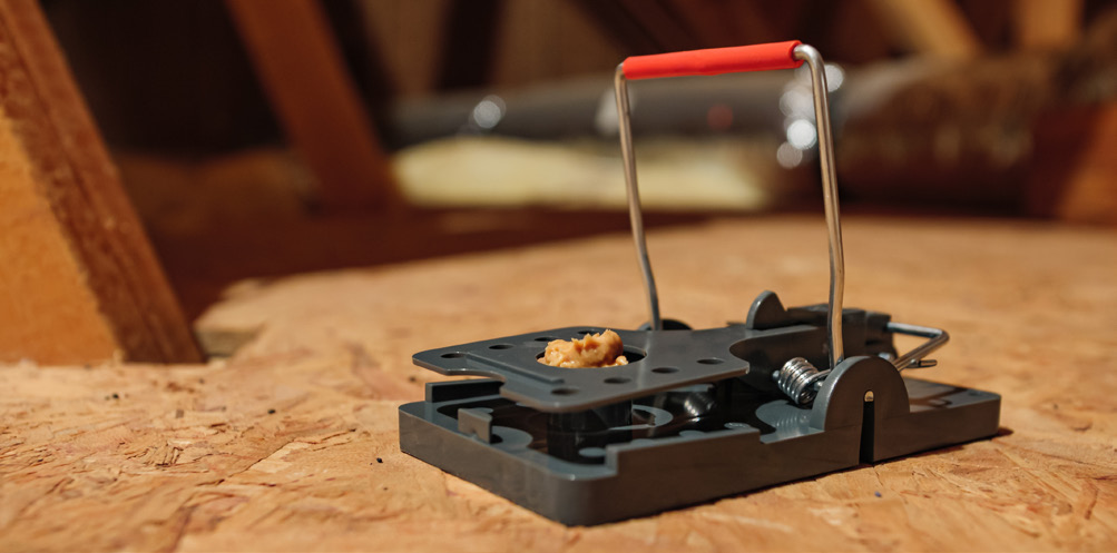 black mouse trap set with bait.