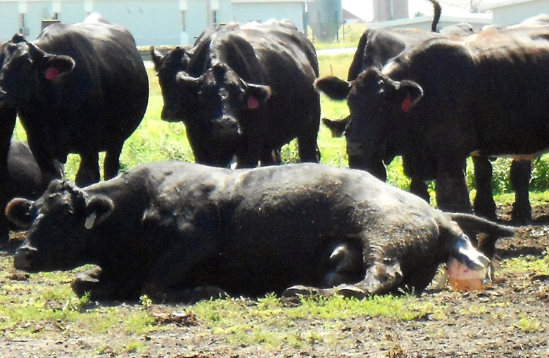 A group of black cows surrounds a cow in labor on the ground. A clear water bag and black feet protrude out of the cows vagina.