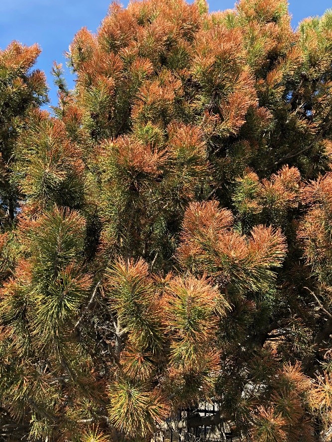 Picture of evergreen tree with brown needles