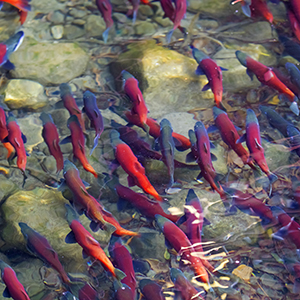 sockeye salmon swimming