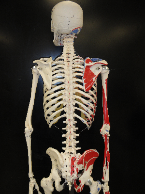 Human skeleton