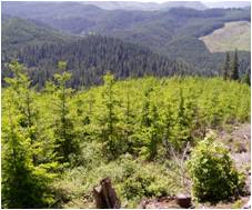 Mosaic of forest age classes, Springfield Oregon