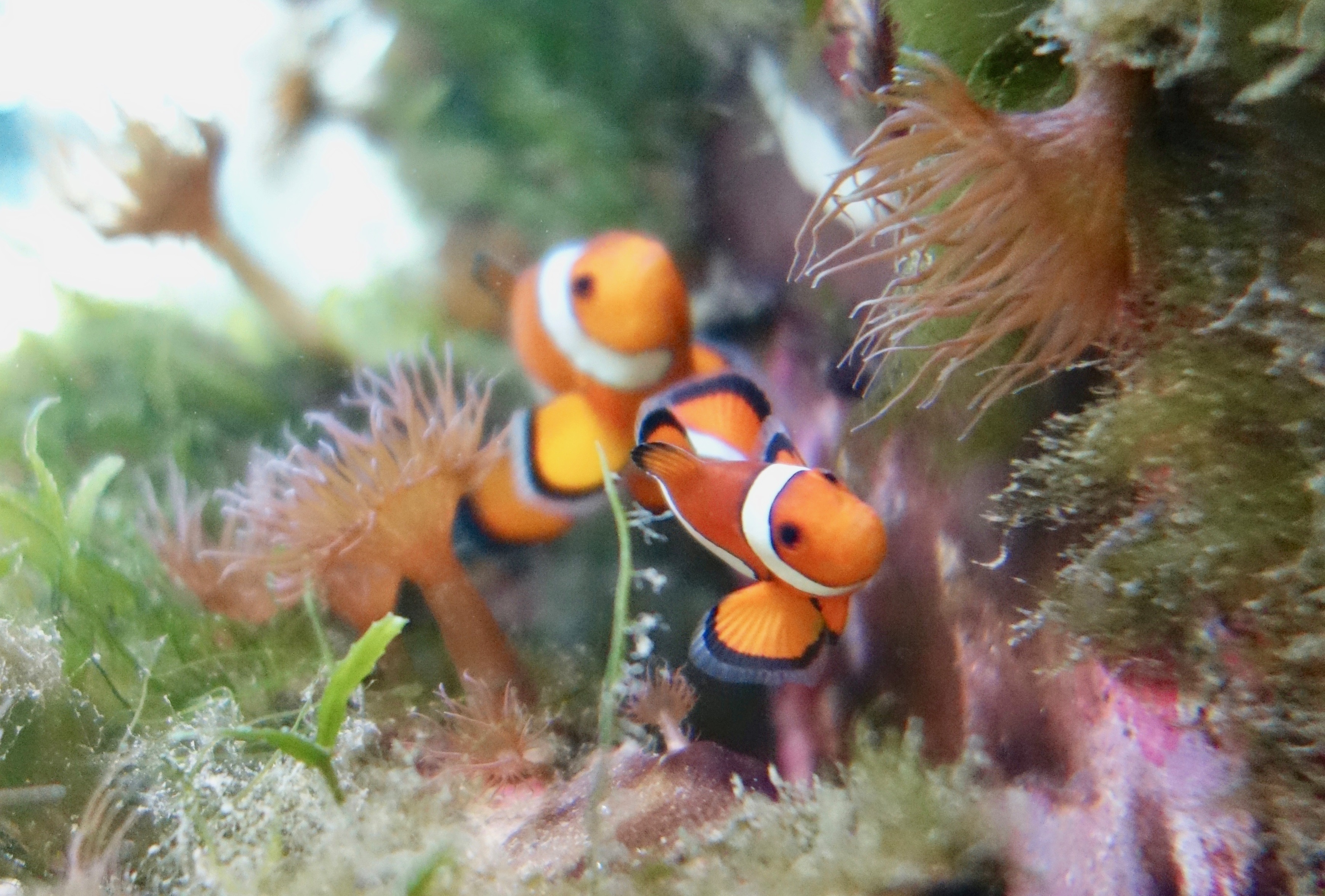 clownfish