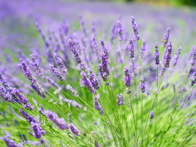 Lavender field